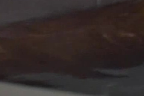 Wolfsboy 1989 - Full clip